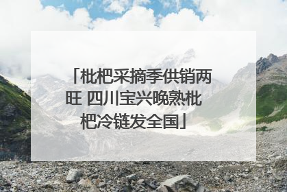 枇杷采摘季供销两旺 四川宝兴晚熟枇杷冷链发全国
